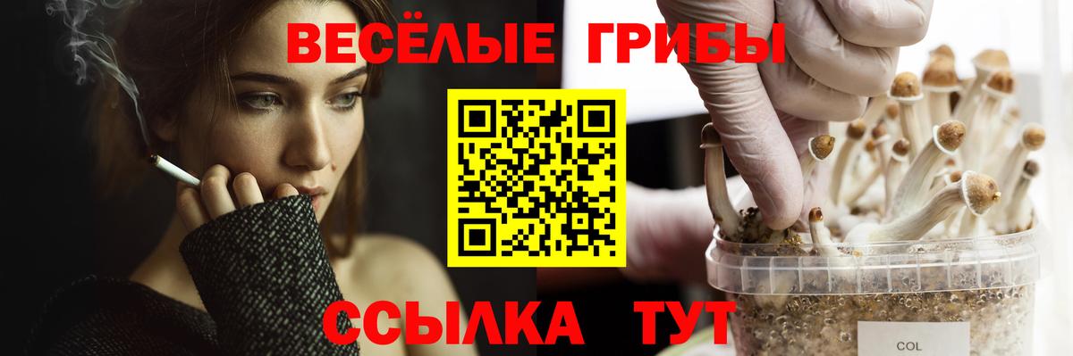как найти   Галлюциногенные грибы Psilocybe  Вход с VPN  Дивногорск 
